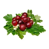 Sadzonki drzew krzewów - Balot Eko Smaki Dzieciństwa (agresty) - miniaturka - grafika 1