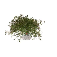 Kwiaty doniczkowe - Tymianek don 12 cm - miniaturka - grafika 1