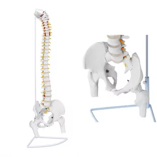 Physa Kręgosłup z miednicą męską - 86 cm - model anatomiczny PHY-SM-1 - Pomoce naukowe - miniaturka - grafika 1
