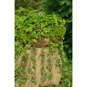 Kwiaty doniczkowe - Poziomka kosz wys. 25 cm don. 21 cm - miniaturka - grafika 1