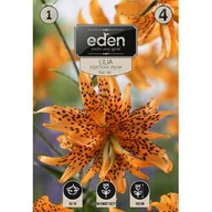 Nasiona i cebule - Lilia Double Must See 1 sztuka Eden - miniaturka - grafika 1