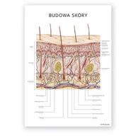 Mapy i plansze edukacyjne - Plakat anatomiczny - Budowa skóry - Marta Pawelec - miniaturka - grafika 1