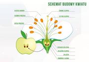 Średnia tablica edukacyjna BUDOWA KWIATU - wzór F255