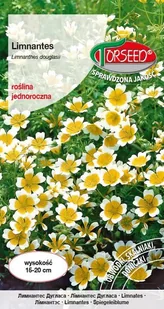 Nasiona Limnantes żółto- Torseed - Nasiona i cebule - miniaturka - grafika 1