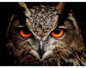 Dekoratorstwo - Diamentowa Mozaika, 38x27cm, Sowa - miniaturka - grafika 1