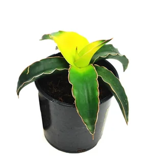 Sansevieria Star Canary sansewieria ~13 cm  P9 - Kwiaty doniczkowe - miniaturka - grafika 1