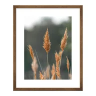Obrazy i zdjęcia na płótnie - Obraz Trzcina jasna 40 x 50 cm - miniaturka - grafika 1