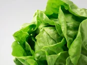 Nasiona i cebule - SAŁATA masłowa APOLLO zimująca całoroczna NASIONA p. 61346CIN0DP - miniaturka - grafika 1