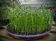 Nasiona i cebule - Toraf Microgreens Por 1kg Mic000035 - miniaturka - grafika 1