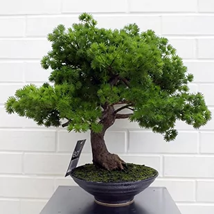 Leaf LEAF-7518 50 cm sztuczna sosna drzewko bonsai - Sztuczne drzewka - miniaturka - grafika 1