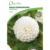 Nasiona i cebule - Dalia pomponowa Snowflake 1szt. cebulki kwiatów Geolia - miniaturka - grafika 1