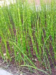 Skrzyp zimowy - Equisetum hyemale - Nasiona i cebule - miniaturka - grafika 1