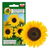 Nasiona i cebule - SŁONECZNIK OZDOBNY SUNSPOT NISKI NASIONA 1g - miniaturka - grafika 1