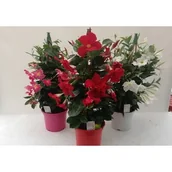 Kwiaty doniczkowe i cięte - Mandevilla D17 - miniaturka - grafika 1