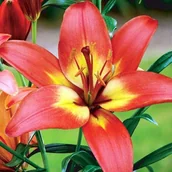 Nasiona i cebule - Lilia azjatycka Forever Linda 1 szt. cebule cebulki lilii lilie - miniaturka - grafika 1