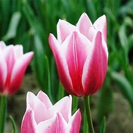 Nasiona i cebule - Tulipan Biało-Różowy 5 szt cebulki tulipanów Tulipany - miniaturka - grafika 1