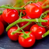 Nasiona i cebule - Pomidor Malinowy Kapturek do 600 szt. owoców cherry wysoki nasiona warzyw - miniaturka - grafika 1