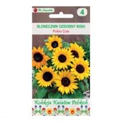 Nasiona i cebule - Legutko Słonecznik ozdobny POLINO COLA - miniaturka - grafika 1