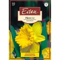 Nasiona i cebule - Narcyz trąbkowy Dutch Master 10 sztuk Eden - miniaturka - grafika 1
