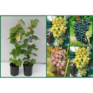 Sadzonki drzew krzewów - Winorośl bezpestkowa mix - miniaturka - grafika 1