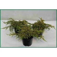 Sadzonki drzew krzewów - Jałowiec - miniaturka - grafika 1