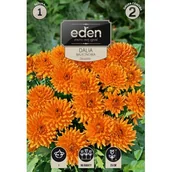 Nasiona i cebule - Dalia karłowa balkonowa Decorette 1 sztuka Eden - miniaturka - grafika 1