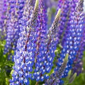 Nasiona i cebule - Lupinus Łubin trwały niebieski 1 szt. - miniaturka - grafika 1