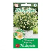 Nasiona i cebule - Legutko Rumianek pospolity - miniaturka - grafika 1