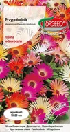 Nasiona i cebule - Nasiona Przypołudnik mieszanka 1g - Torseed - miniaturka - grafika 1