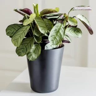 Blumfeldt Osłonka ceramiczna SYDNEY czarna - Donice - miniaturka - grafika 1