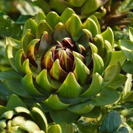 Nasiona i cebule - Karczoch zwyczajny Gros Vert de Laon - miniaturka - grafika 1