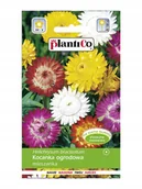 Nasiona i cebule - Plantico Kocanka ogrodowa mix - miniaturka - grafika 1