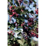 Sadzonki drzew krzewów - Owocowa elita (świdośliwa) - miniaturka - grafika 1