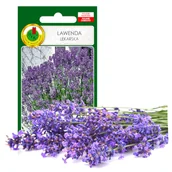 Nasiona i cebule - LAWENDA LEKARSKA ZIOŁA NASIONA ZIÓŁ BEZ GMO - miniaturka - grafika 1