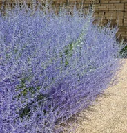 Nasiona i cebule - Lawendowy Krzew PEROVSKIA Blue Spire Intensywny Zapach Sadzonka Doniczka P9 - miniaturka - grafika 1