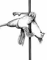 Obrazy i zdjęcia na płótnie - Plakat Kura na rurze - miniaturka - grafika 1