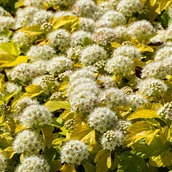 Kwiaty doniczkowe - Pęcherznica kalinolistna 'Nugget' (Physocarpus opulifolius) Doniczka 2.0L - miniaturka - grafika 1