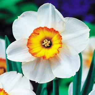 Narcyz Wielkoprzykoronkowy Flower Record 5 szt. - Nasiona i cebule - miniaturka - grafika 1