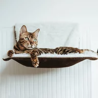 Legowiska dla kotów - Restful Sleep | Legowisko Na Kaloryfer Dla Kota | Canadian Cat  | Plusz Długowłosy / Welur | 46 X 26 X 31 Cm | Kremowobrązowe - miniaturka - grafika 1