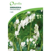 Nasiona i cebule - Serduszka okazała Alba 1szt. cebulki kwiatów Geolia - miniaturka - grafika 1