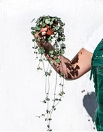 Kwiaty doniczkowe - Ceropegia woodii,  zwisające serca  ~ 40cm P14 - miniaturka - grafika 1