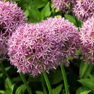 Allium Czosnek Atlas 1 szt cebulki cebule - Nasiona i cebule - miniaturka - grafika 1