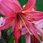 Nasiona i cebule - Lilia tygrysia Pink Tiger 1 szt. cebule cebulki lilii lilie - miniaturka - grafika 1