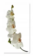 Naklejki na ścianę - Naklejka ścienna kwiaty kwiatki 30cm Orchidea 1, 30x15 cm - miniaturka - grafika 1