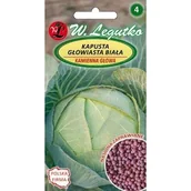 Nasiona i cebule - Kapusta Głowiasta Biała Kamienna Głowa - Późna 2G /Nasiona Zaprawiane/ Legutko - miniaturka - grafika 1