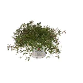 Kwiaty doniczkowe - Tymianek don 12 cm - miniaturka - grafika 1
