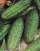 Nasiona i cebule - POLAN Ogórek Gruntowy do kwaszenia nasiona 5 g - miniaturka - grafika 1