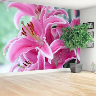 Fototapeta Różowa lilia - Fototapety - miniaturka - grafika 1