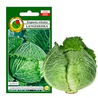 Nasiona i cebule - KAPUSTA WŁOSKA LANGEDIJSKA PÓŹNA NASIONA BEZ GMO - miniaturka - grafika 1