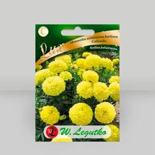 Aksamitka wzniesiona karłowa Calando - żółta 0,4g - Nasiona - W. Legutko - Nasiona i cebule - miniaturka - grafika 1